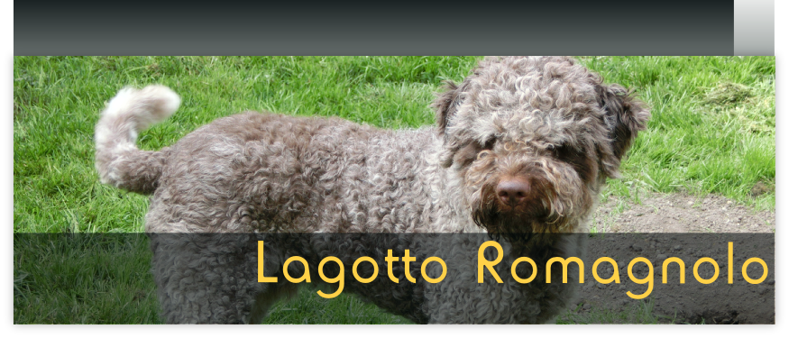 Lagotto Romagnolo